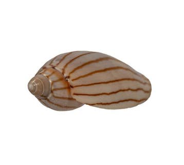 Jamrachs Walzenschnecke: Amoria jamrachi (56 mm) – Exquisiet