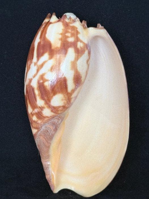 Zeeslak Zeeschelp - S-236 MELO AMPHORA (Zonder minimumprijs), Antiek en Kunst, Curiosa en Brocante