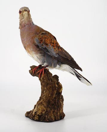 Tortora Taxidermie volledige montage - Streptopelia turtur, Nieuw