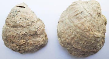 Kavel met verschillende items- 1.5 kg - (10), Verzamelen