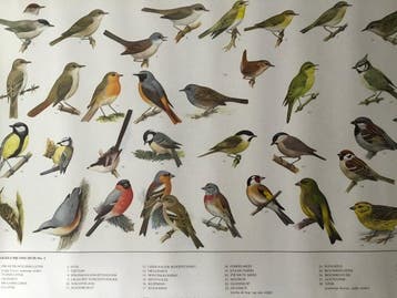 Fraaie schoolplaat poster “ Vogels bij ons huis 2 “ -