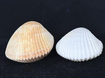 Tweekleppige Schelpdier - S-578 DINOCARDIUM