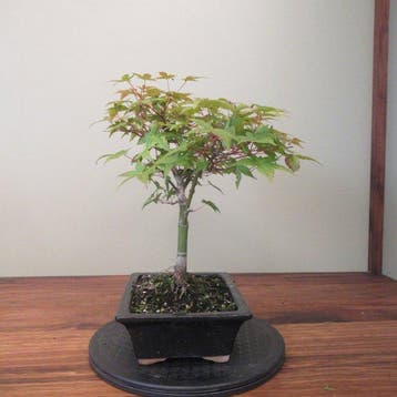 Japanese maple bonsai (Acer palmatum) - Hoogte (boom): 34 cm