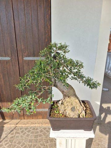 Olijf bonsai (Olea europaea) - Hoogte (boom): 67 cm - Diepte