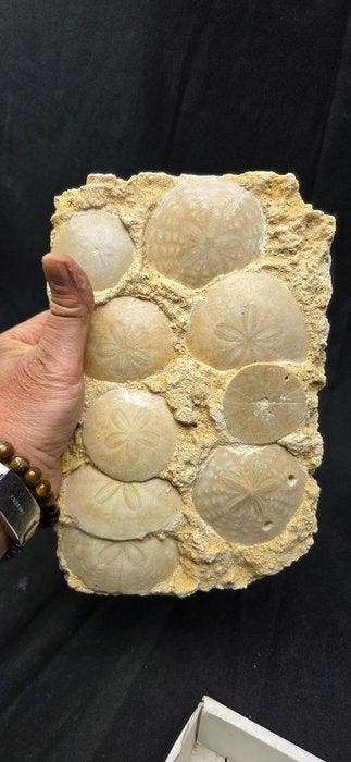 Spectacular Fossil Sand Dollar cluster - Scutellidae sp.