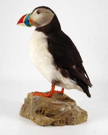Pulcinella van de zee Taxidermie volledige montage -