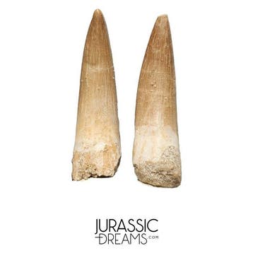 Set van 2 grote Zarafasaura oceanis (Elasmosaur) tanden -