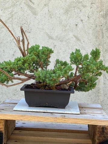 Jeneverbes bonsai (Juniperus) - Hoogte (boom): 23 cm -