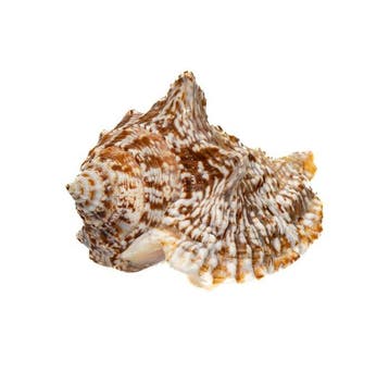 Verzamelingsslak Strombius raninus / Taxidermie volledige