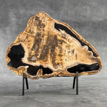 Magnifique tranche de bois pétrifié sur un socle