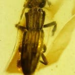 Monotomidae - Barnsteen - Monotomidae (Zonder minimumprijs), Verzamelen