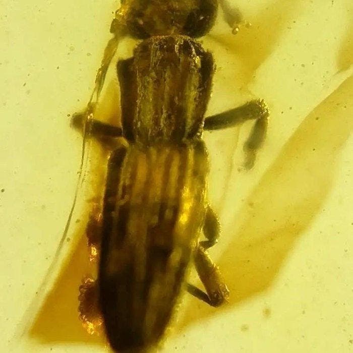 Monotomidae - Barnsteen - Monotomidae (Zonder minimumprijs), Verzamelen, Mineralen en Fossielen