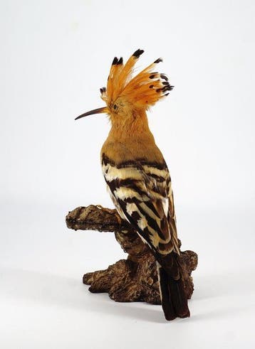 Upupa Taxidermie volledige montage - Upupa epops (with proof, Nieuw