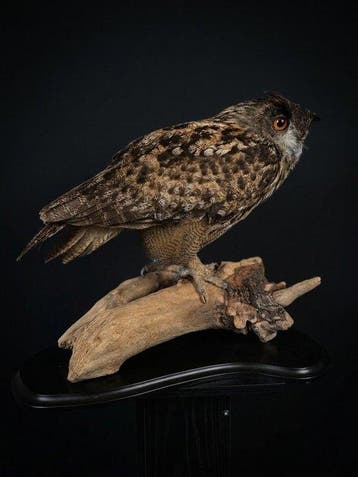 Hibou grand-duc Support de corps entier pour taxidermie -, Nieuw