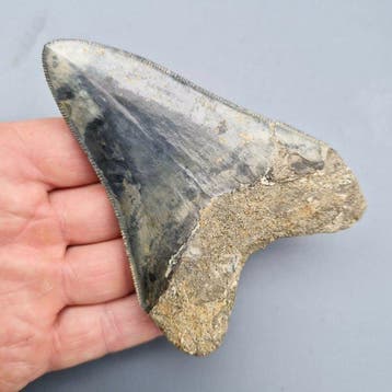 Megalodon Shark - Fossiele tand - megaselachus megalodon -