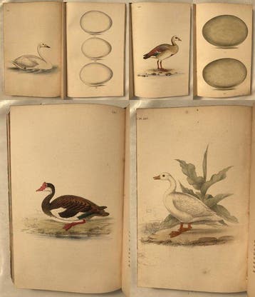 H. L. Meyer - Illustrations of British Birds and Their Eggs