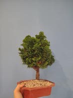 Bonsaï Cyprès du Japon (Chamaecyparis obtusa) - Hauteur