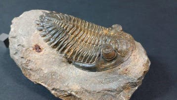 Trilobite - Carapace fossilisée - Hollardops Mesocristatus -