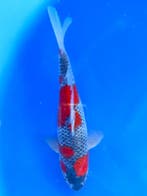 Hq Goshiki van Yamaju  35cm (Japanse Koi), Tuin en Terras, Ophalen of Verzenden, Nieuw