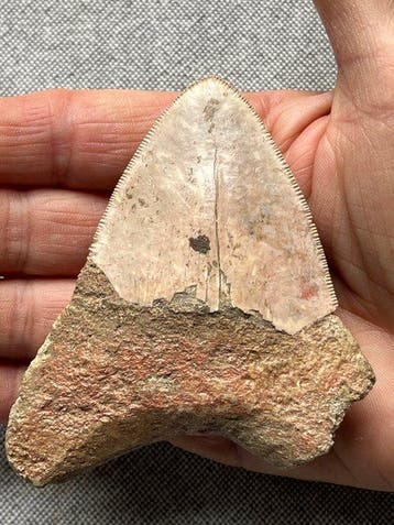 Megalodon-tand 9,4 cm - Fossiele tand - Carcharocles