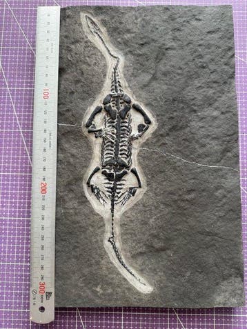 Fossiel reptiel: Keichousaurus – zeldzaam getuigenis uit het