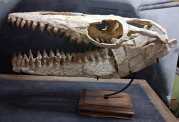 Zeereptiel - Fossiele schedel - Mosasaurus sp. - 32 cm - 80