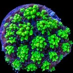 Galaxea Fascicularis Ultra Neon Green S (Ong. 3-4 cm)