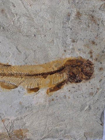 Vis - Gefossiliseerd dier - Lycoptera - 11 cm (Zonder