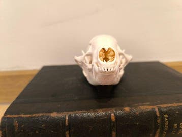 balisaur met een witte keel Schedel van een zoogdier -