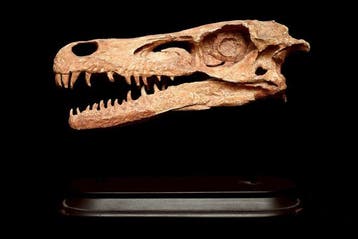 replika - Fossiele schedel - Velociraptor - 22 cm - 18 cm