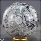 Zeldzame natuurlijke orthoceras-bal – Fossile elegantie in