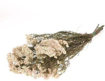 Rice Flower Preserved Natural White, Nieuw