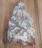 Versteend hout Plak - Hoogte: 55 cm - Breedte: 34 cm- 8650 g, Verzamelen