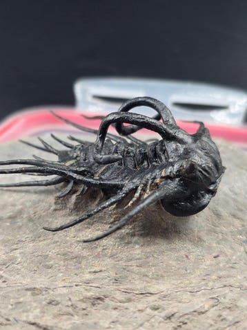 Trilobiet - Gefossiliseerd dier - Dicranurus Trilobite - 12
