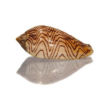 Amoria undulata (golvende schelp) – GEM-verzamelstuk
