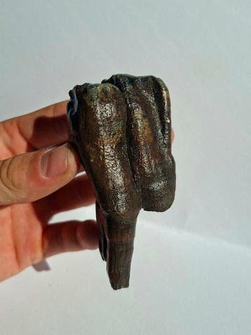 Wolharige neushoorn - Fossiele kies - Coelodonta