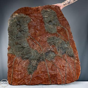 Museumexponaat met fossiele zeelelies (Crinoïden) – 42 kg