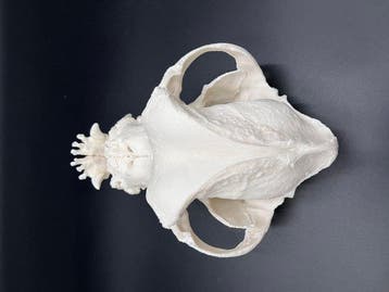 Hond Schedel - Engelse bulldog - 0 cm - 0 cm - 0 cm - (1), Nieuw