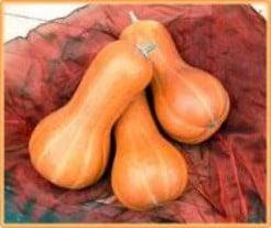 Beja Butternut - 50 zaden pompoenzaden, Nieuw