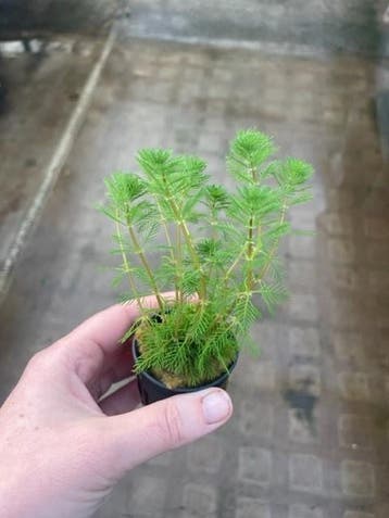 Myriophyllum Brasiliensis (Aquariumplanten), Dieren en Toebehoren, Vissen | Aquaria en Toebehoren, Verzenden, Nieuw, Plant(en), Steen of Hout