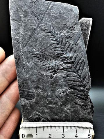 Varen - Gefossiliseerde plant - Senftenbergia plumosa (Artis