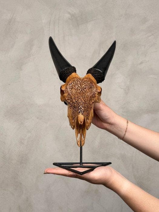 Geen reserveprijs - Authentieke bruine geiten schedel,, Antiek en Kunst, Kunst | Designobjecten
