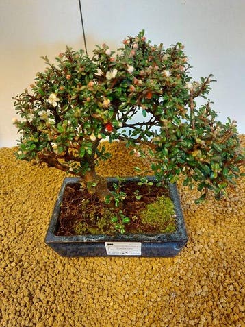 cotoneaster - Hoogte (boom): 24 cm - Diepte (boom): 28 cm -