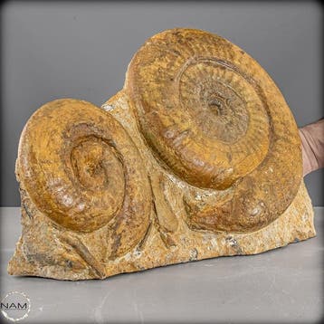 Groupe fossile dammonites – impressionnantes ammonites