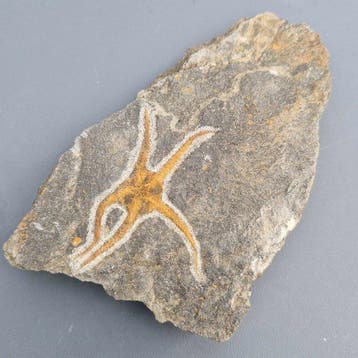 1 brittle star - Fossiele sterfteplaat - Ophiuroidea - 136, Verzamelen