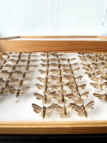 98 x Noctuidae Uilen - Museum Lot Vestergaard 1958-1996, Verzamelen, Nieuw