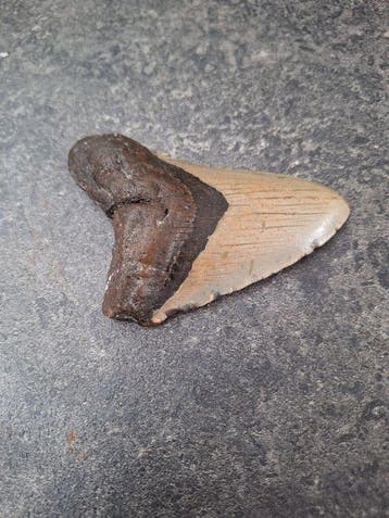 Megalodon - Fossiele tand - 10.5 cm - 7.5 cm