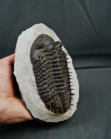 Trilobite épineux - Animal fossilisé - Droptops armatus