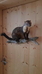 Nerts Taxidermie volledige montage - Steinadler - 20 cm - 50, Nieuw
