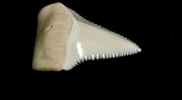 Witte haai Taxidermie volledige montage - Carcharodon